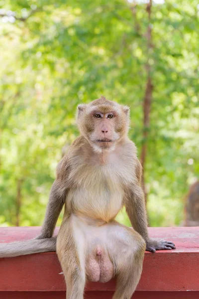 Portret van Krabbenetende makaak in nationaal park, Thaise aap — Stockfoto