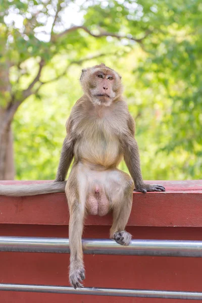 Portret van Krabbenetende makaak in nationaal park, Thaise aap — Stockfoto