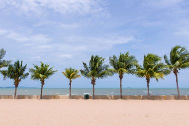 Coconut palm ağaçlar tropikal Beach Tayland