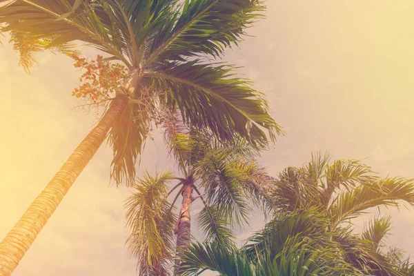 Palmeiras de coco na praia tropical Tailândia — Fotografia de Stock
