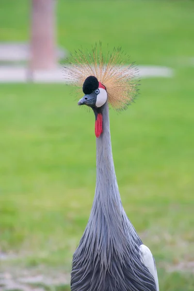 Aves grulla coronadas con ojos azules y lagartijas rojas en el parque —  Fotos de Stock