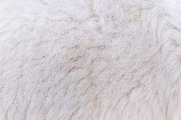 Шерстяная овечья шерсть для фона и дизайна — стоковое фото
