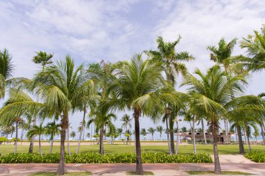 Coconut palm ağaçlar tropikal Beach Tayland