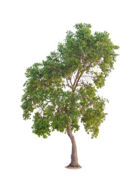 Yaz aylarında ağaç izole beyaz arka plan üzerinde