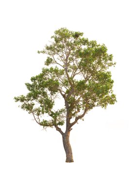 Yaz aylarında ağaç izole beyaz arka plan üzerinde