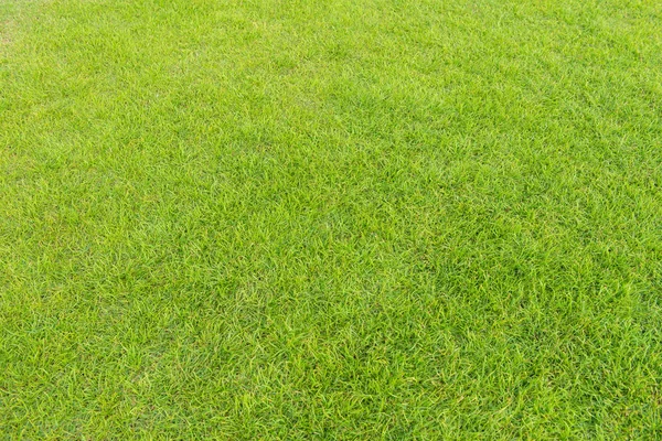 Struttura di erba verde da un campo di calcio — Foto Stock