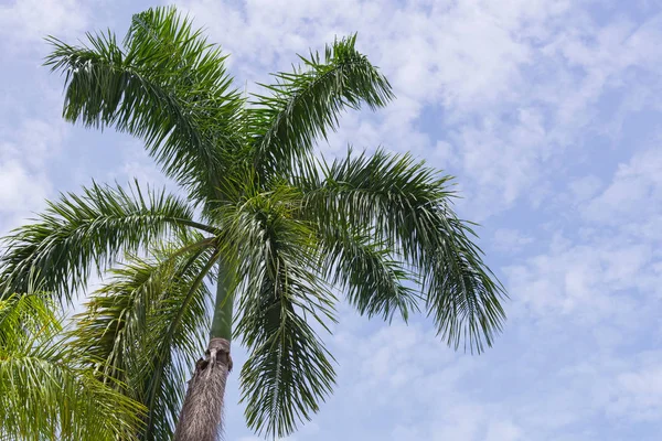 Cocotiers sur la plage tropicale Thaïlande — Photo