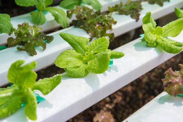 Biologische hydrocultuur op het landbouwbedrijf — Stockfoto