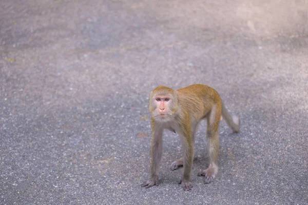 Portrait von Krebs fressenden Makaken im Nationalpark, thailändischem Affen — Stockfoto