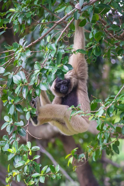 Bílá tvářemi Gibbon roztomilý opice na stromě — Stock fotografie