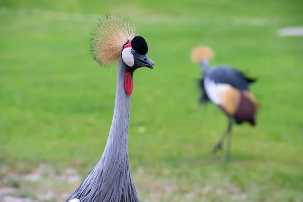 冠鹤鸟，蓝色的眼睛，红荆在公园 — 图库照片