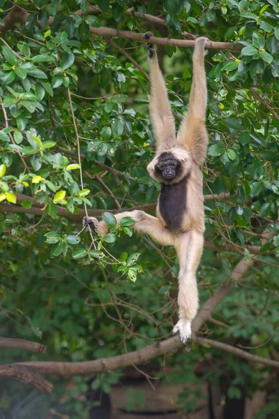 Branco Cheeked Gibbon macaco bonito na árvore — Fotografia de Stock