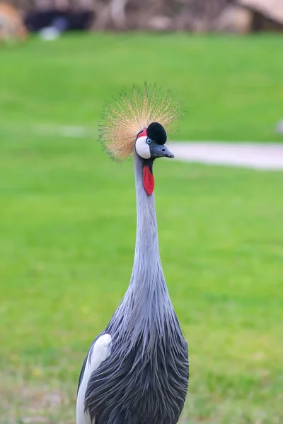 冠鹤鸟，蓝色的眼睛，红荆在公园 — 图库照片