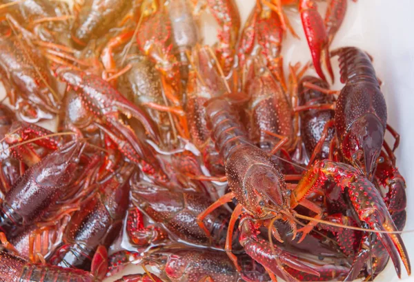Brotherhood of crawfish or red Lobster Claws in market — Stock Photo, Image