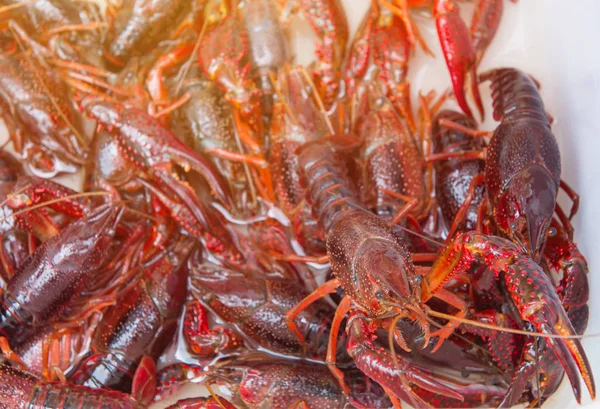 Broederschap van langoesten of rode kreeft Claws in markt — Stockfoto