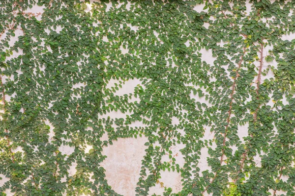 Зеленые листья на цементной стене текстурированные для фона — стоковое фото