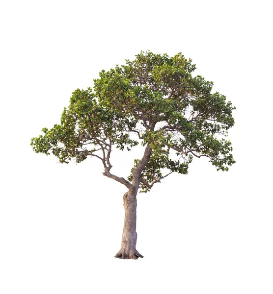 Strom v létě izolovat na bílém pozadí — Stock fotografie