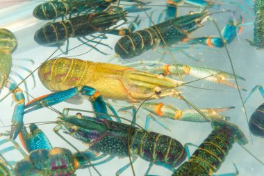 Kardeşlik kerevit veya ıstakoz pençe içinde çarşı