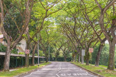 ağaçlar genel bir park olan kıvrımlı yol