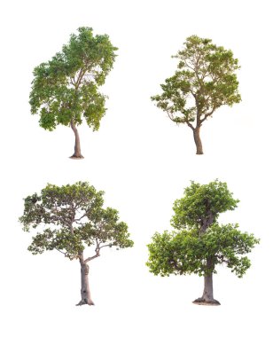 Yaz aylarında ağaç izole beyaz arka plan üzerinde