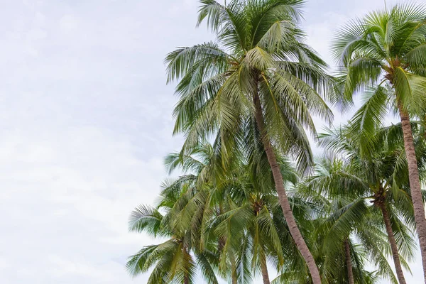 タイ熱帯ビーチに椰子の木 — ストック写真