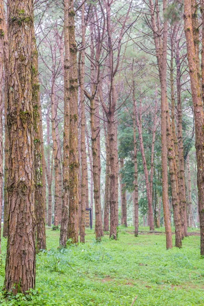소나무 숲에 크고 오래 된 나무의 줄기 — 스톡 사진