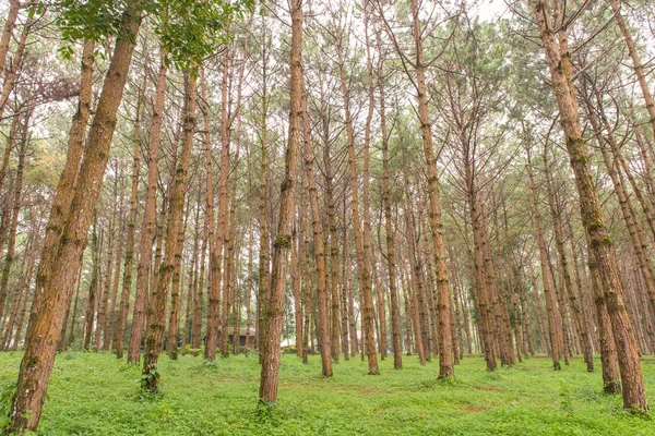 Κορμούς των ψηλά αιωνόβια δέντρα, σε ένα πευκόφυτο δάσος — Φωτογραφία Αρχείου