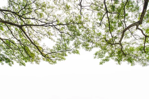 Albero autunnale nella foresta visto da zero — Foto Stock