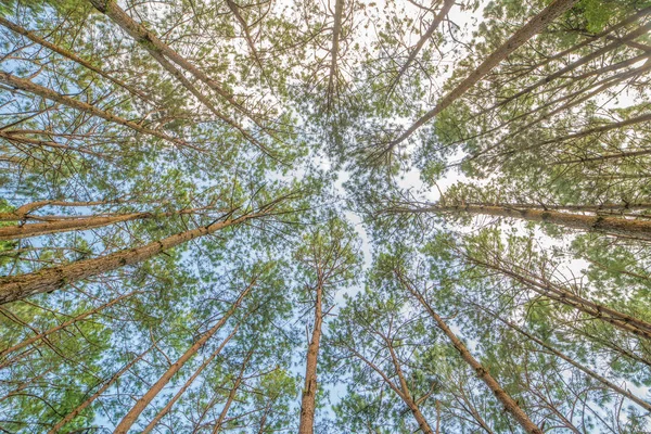 Vista in basso di tronchi in una pineta — Foto Stock