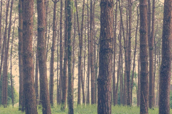 Tronchi di alti alberi secolari in una pineta — Foto Stock