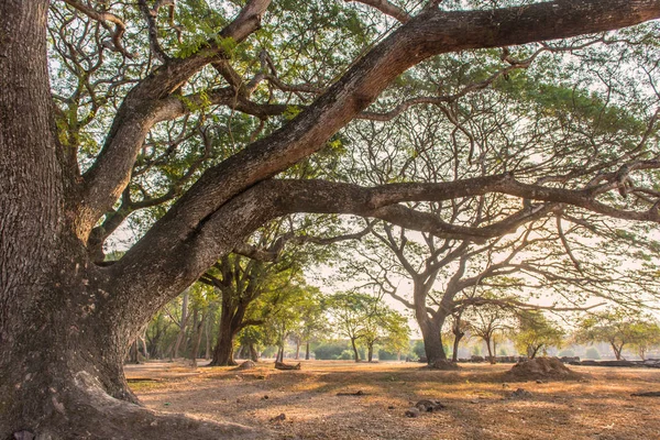 Bos grote boom met zonlicht in openbaar park — Stockfoto