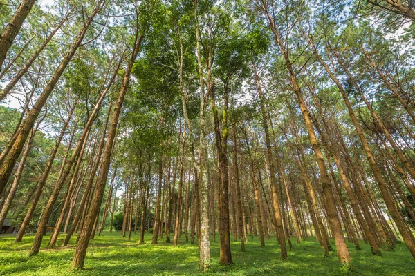 Troncos de árboles altos y viejos en un bosque de pinos —  Fotos de Stock