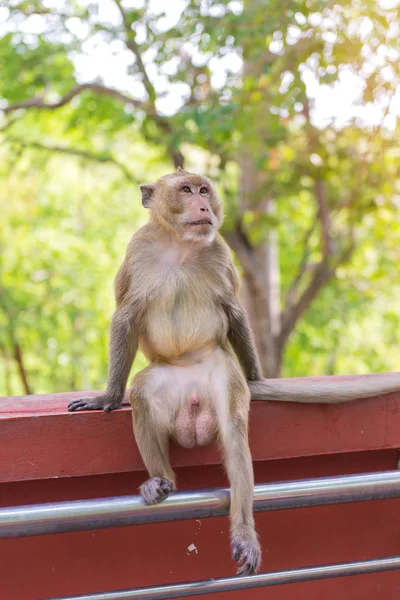 Portrait of crab-eating macaque in national park, Thai monkey — Stock Photo, Image