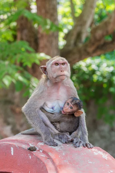 Małpa i jej maleństwo w parku narodowym, Makak jawajski — Zdjęcie stockowe