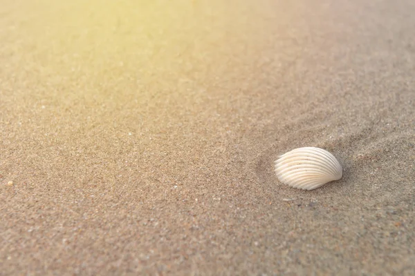 Shell på sand på stranden på morgonen — Stockfoto