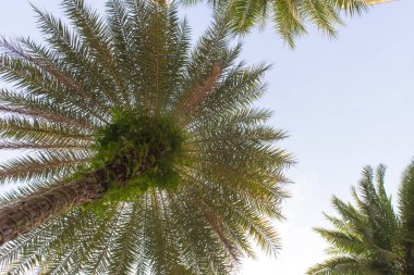 Coconut palm ağaçlar tropikal Beach Tayland