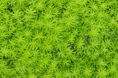 Çiçek Portulaca oleracea veya yeşil yosun orman