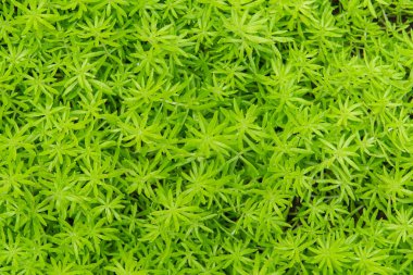 Çiçek Portulaca oleracea veya yeşil yosun orman