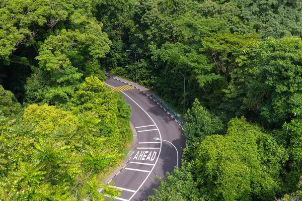 Вид на извилистую дорогу с деревьями в общественном парке . — стоковое фото
