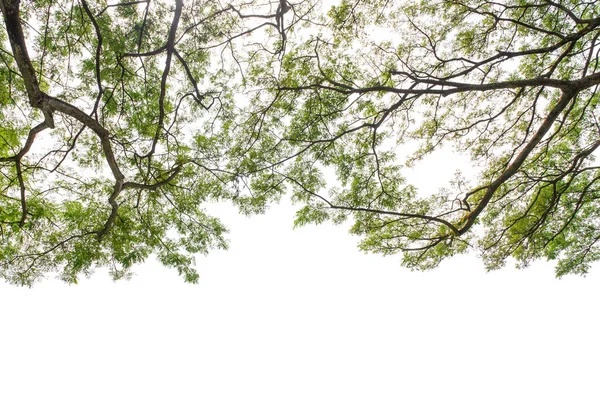 Árbol de otoño en el bosque visto desde cero — Foto de Stock