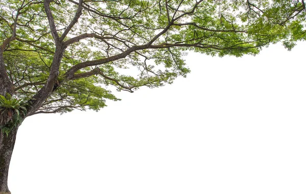 Albero autunnale nella foresta visto da zero — Foto Stock