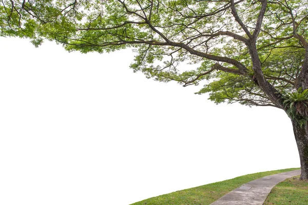 Albero autunnale nella foresta visto da zero — Foto Stock