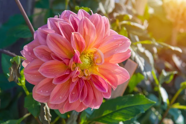 Красочный георгин розовый цветок в красивом саду — стоковое фото
