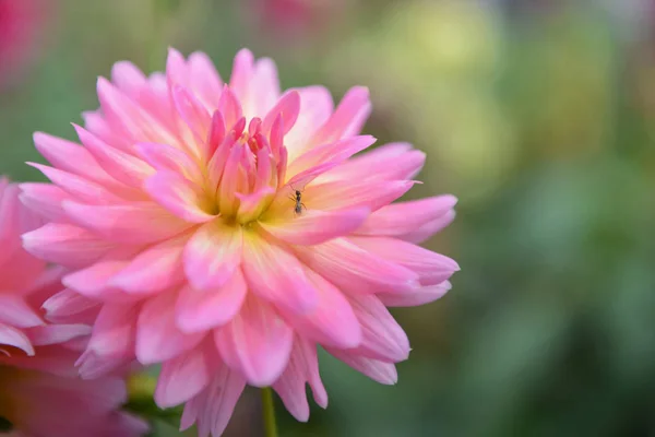 Färgglada dahlia rosa blomma i vacker trädgård — Stockfoto