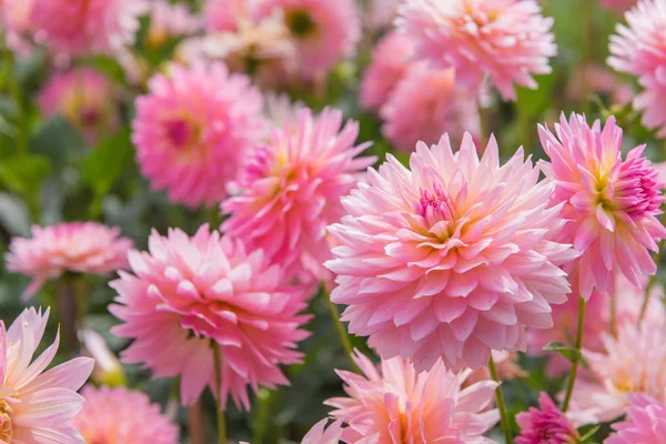 Färgglada dahlia rosa blomma i vacker trädgård — Stockfoto