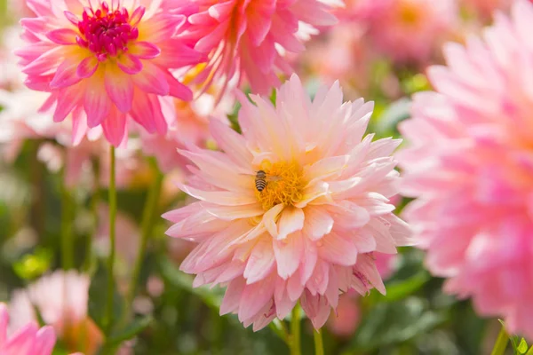 Färgglada dahlia rosa blomma i vacker trädgård — Stockfoto