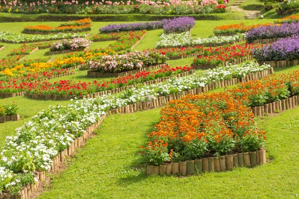 Colorido de flores de petunia en hermoso jardín — Foto de Stock