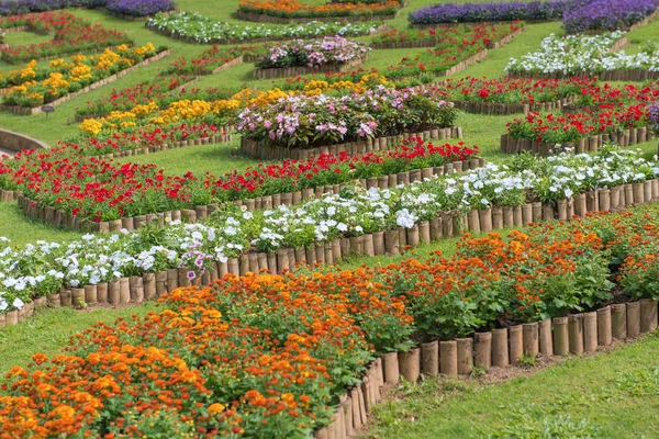 Colorido de flores de petunia en hermoso jardín — Foto de Stock