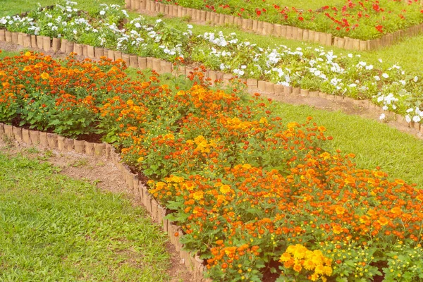 Colorido de flores de petunia en hermoso jardín —  Fotos de Stock