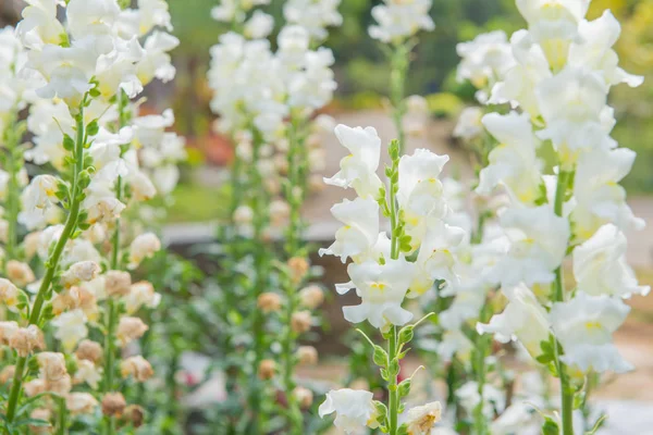Kolorowy kwiat biały snapdragon w piękny ogród — Zdjęcie stockowe
